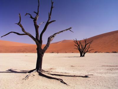 沙漠, 干旱, 干, 沙子, 环境, 死, 沙丘