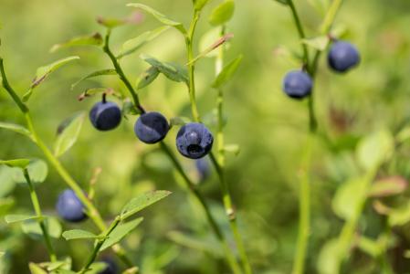 蓝莓, 森林, 芬兰语, 浆果, 夏季