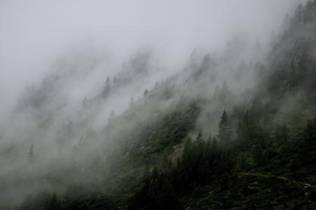 有雾, 景观, 雾, 山, 自然, 户外, 树木