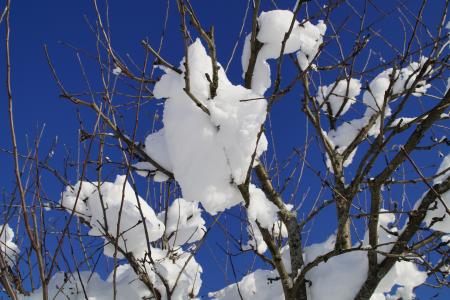 树, 分支机构, 关闭, 白雪皑皑, 冬天, 寒冷, 雪