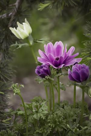 银莲花, 紫罗兰色, 紫色, 紫海葵, 花, 紫色的小花, 开花