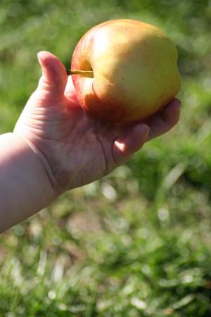 儿童, 手, 苹果, 草, 食品, 水果, 肮脏