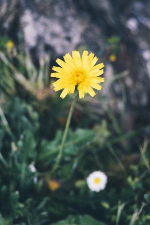 黄色, 白天, 爱, 花, 脆弱, 花瓣, 自然