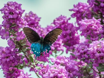 蝴蝶, 得克萨斯圣人, 鼠尾草, 自然, 紫色, 花, 绽放