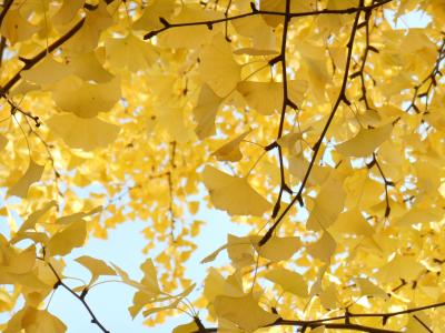 黄色的树叶, 秋天, 银杏树