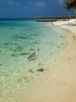 马尔代夫, 海滩, 鸟, 海, 沙子, 自然, 夏季