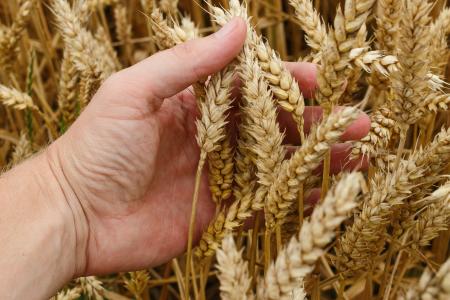小麦, 粮食, 作物, 面包, 收获, 农业, 种子