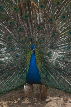 孔雀, 尾巴, 颜色, 蓝色, 动物园, 自然, 动物世界