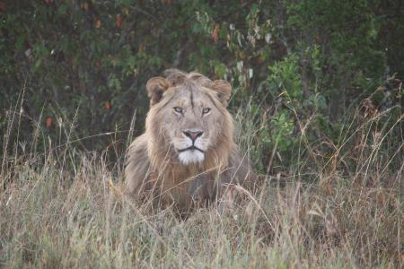 狮子, 肯尼亚, 野生动物