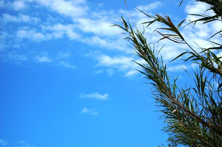 天空, 植物, 蓝色, 夏季, 云计算, 微风