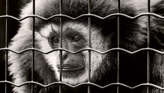 猴子, 被掳, 悲伤, 被囚禁, 野生动物摄影, 监狱, 动物园