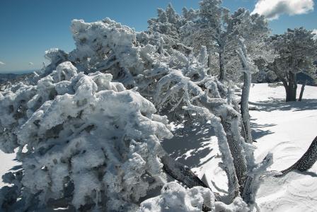 雪, 树, 冬天, 冬季景观, 感冒