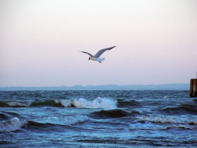 波罗地海, 海鸥, 飞, 鸟, 波