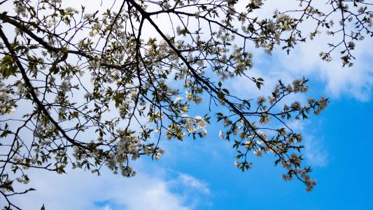 樱桃, 春天, 春天的花朵, 樱桃树, 蓝蓝的天空