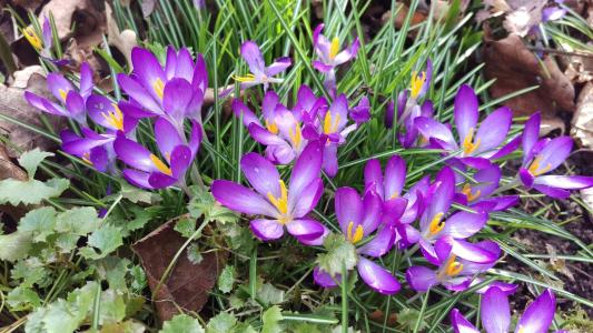番红花, 春天, 订, 自然, 紫色, 植物, 花