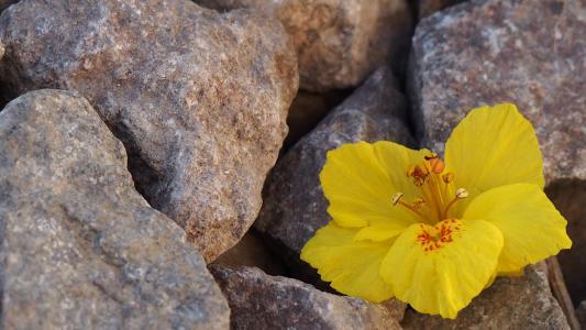 黄色的花, 岩石, 植物, 春天, 花瓣, 植物区系, 自然