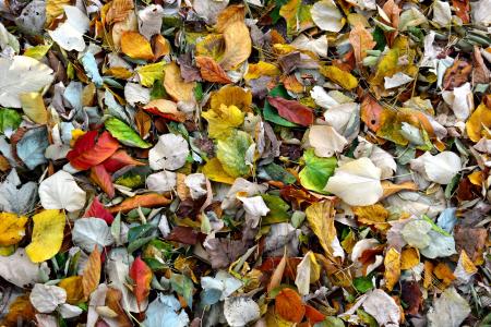 秋天, 秋天的色彩, 秋天的落叶, 特写, 颜色, 颜色, 环境