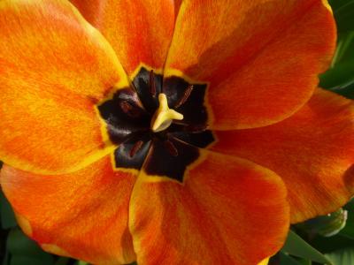 tulpenbluete, 郁金香, 春天, 橙色, 郁金香杯, 颜色, 打开