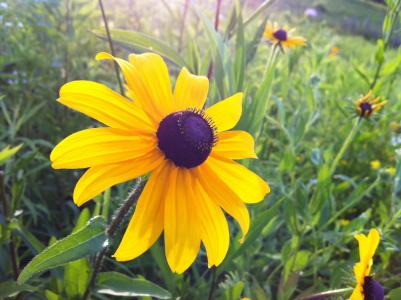 blackeyed 苏珊, 黄色的花, 黑中心, 绽放, 开花, 植物区系, 植物学