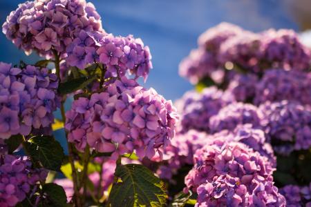 美丽, 绣球花, 紫色, 花, 光, 自然, 开花