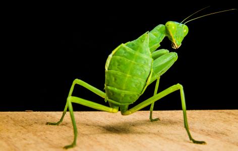 蝗虫, 绿色, 关闭, 昆虫, 螳螂, 动物, 自然