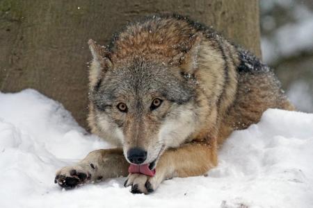 狼, 蒙古狼, 捕食者, 野生动物摄影, 危险, 感冒, leitwolf