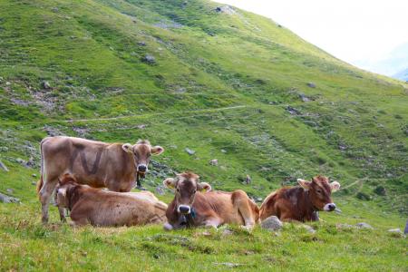 母牛, 瑞士, 瑞士, 高山, 自然, 动物, 阿尔卑斯山