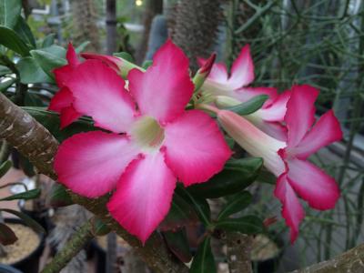 伯克利植物园, 粉红色的花, 仙人掌花, 花, 粉红色的颜色, 户外, 自然
