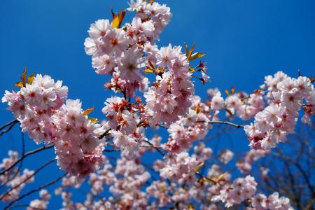 花, 春天, 日本樱花, 树, 白色, 天空, 自然