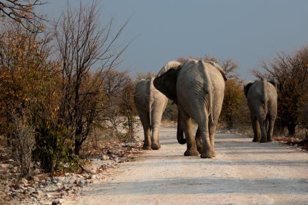 大象, 博茨瓦纳, 荒野, 道路, 干旱, 野生动物, 在野外的动物