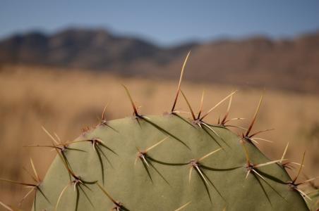 仙人掌, 亚利桑那州, 沙漠