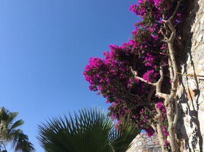 花, 克里特岛, 春天, 植物, 希腊