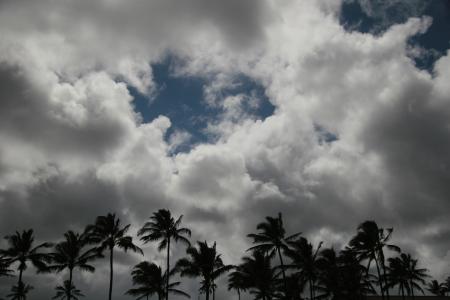 棕榈树, 棕榈树, 云彩, 景观, 天空, 树木