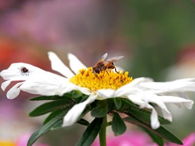 insket, 自然, 生活, 昆虫, 蜜蜂, 授粉, 花