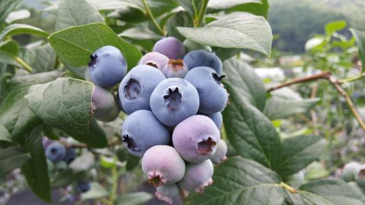 蓝莓, 蓝莓果, 紫色水果, 水果, 食品, 自然, 成熟