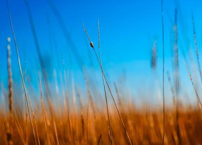 自然, 蓝色, 宏观, 小麦, 光, 赛季, 太阳