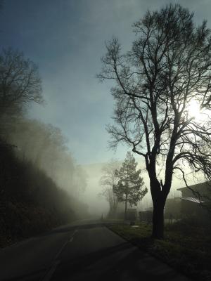 雾, 树, 心情