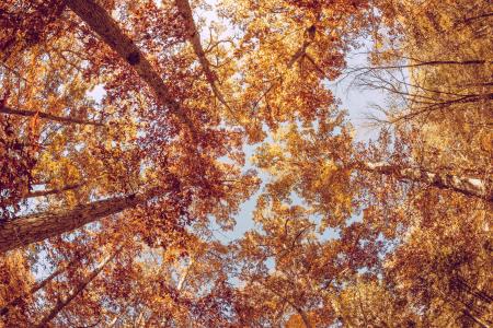 秋天, 秋天, 叶子, 橙色, 锈, 赛季, 秋天的落叶
