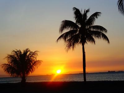 日落, 太阳, 棕榈树, 海滩