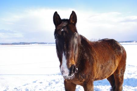 马, 冬天, 雪, 马的头, 寒冷, 冬天的时候, 棕色