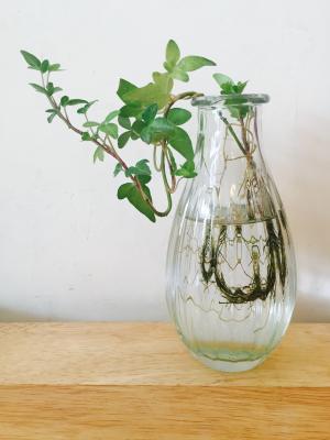 花瓶, 自然, 植物, 叶, 摘要, 绿色, 巾