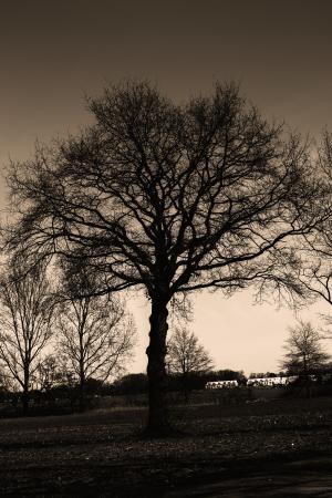 树, 棕褐色, 离开, 天空, 孤独, 分支机构, 特里斯特