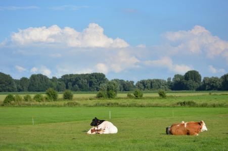景观, 牧场, koien, 母牛, 乳清, 母牛, 草