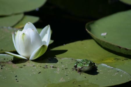 青蛙, 莲花, 绿色, 水