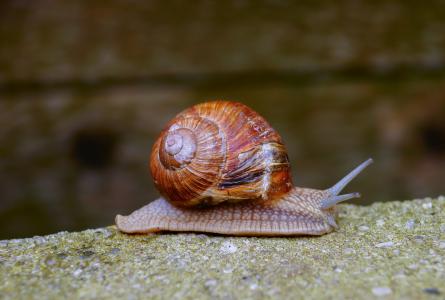 蜗牛, 棕色, 蜗牛的壳, 螺旋, 软体动物, 自然, 壳