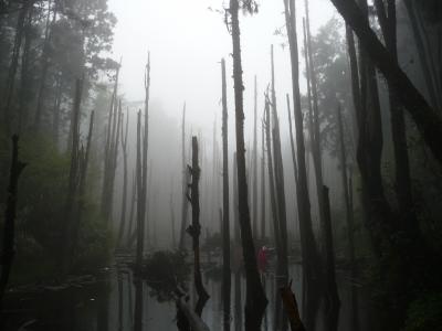 林地, 死木, 池塘, 雾