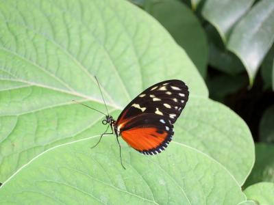 蝴蝶, 昆虫, 自然, 叶, 蝴蝶-昆虫, 一种动物, 绿色的颜色