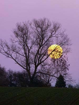 月亮, 满月, 月亮升起, 晚上, 暮光之城, 月光, 树