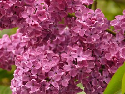 丁香, 普通丁香, 一种观赏灌木, 布什, 植物, 紫罗兰色, 开花