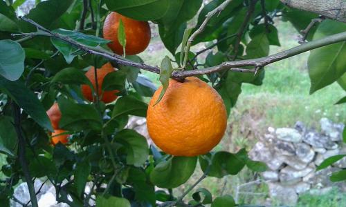 橙色, 纳兰霍, 树, 水果, 柑橘, 柑橘类水果, 食品